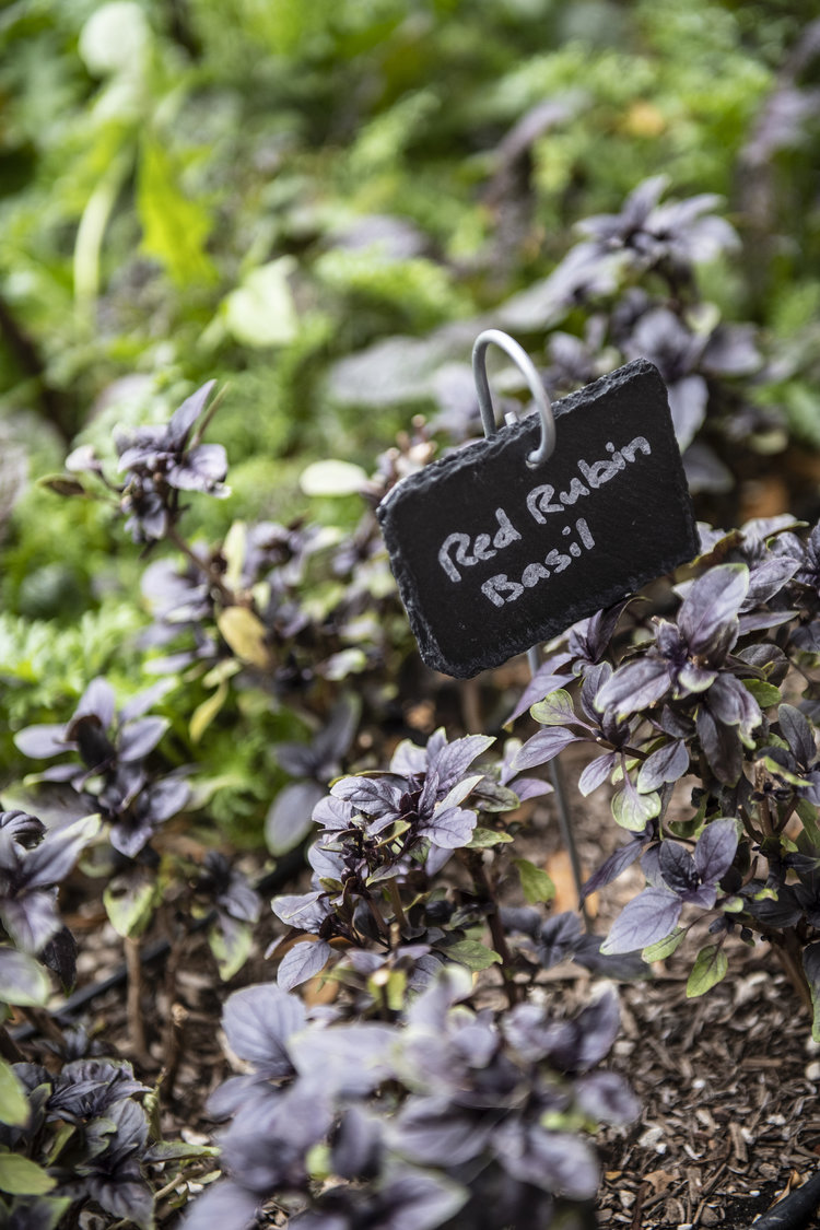 Red Rubin Basil growing outdoors